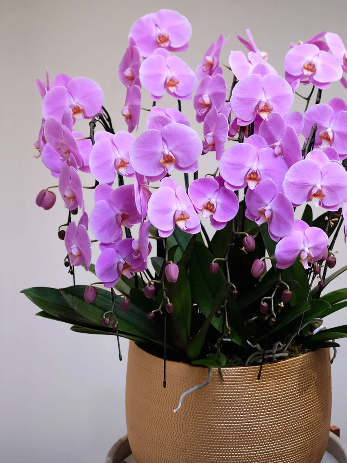 Luxury Pink Orchid XXL